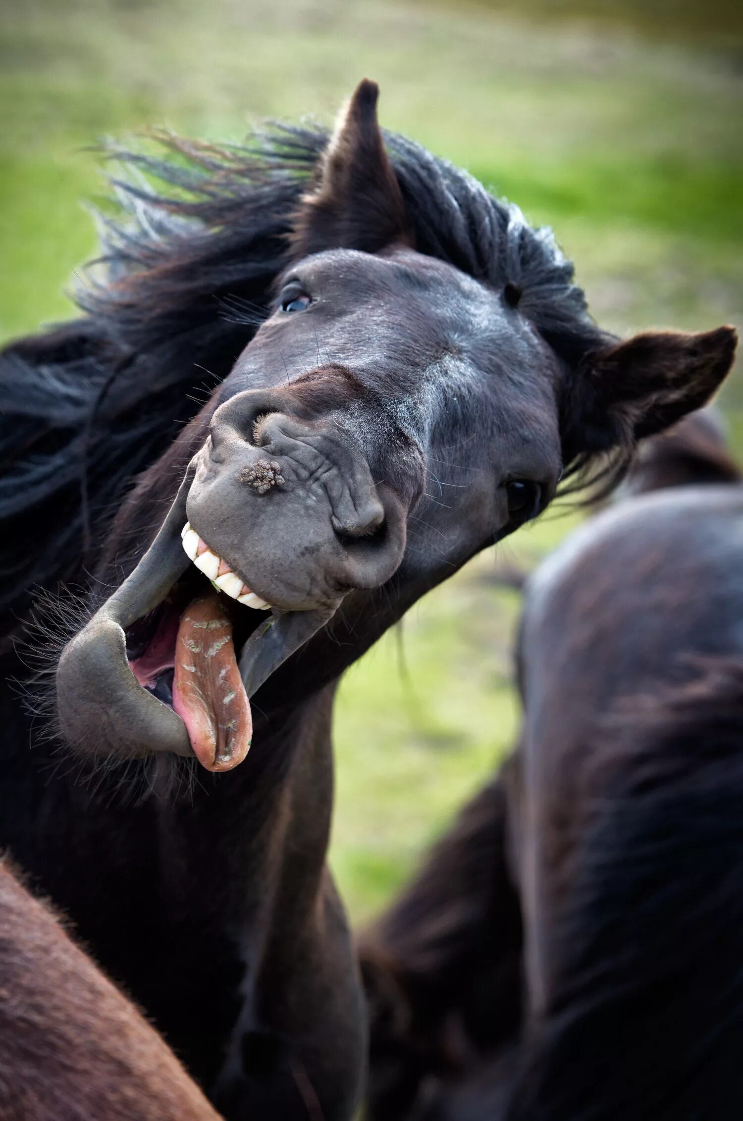 Прикольные фото новое These Animal Photos Are So Perfectly Timed They're Sure To Make You Laugh