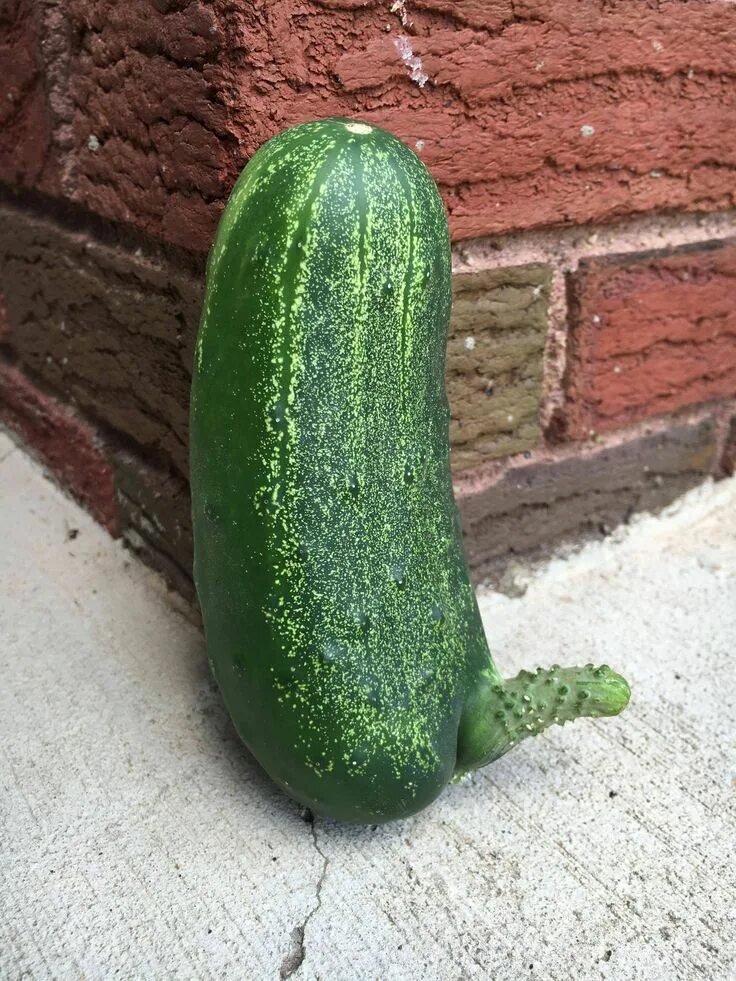 Прикольные фото огурцов Just picked this happy little cucumber this morning. #gardening #garden #DIY #ho