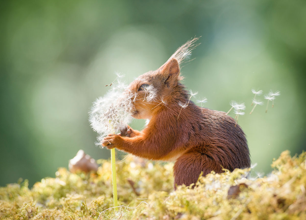 Прикольные фото природа Нечеловеческая комедия: лучшие фотографии конкурса Comedy Wildlife Awards РБК Ст