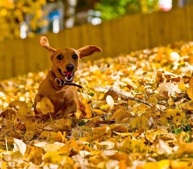 Прикольные фото про осень 42 pictures of dogs playing in leaves Dog love, Dachshund love, Weenie dogs