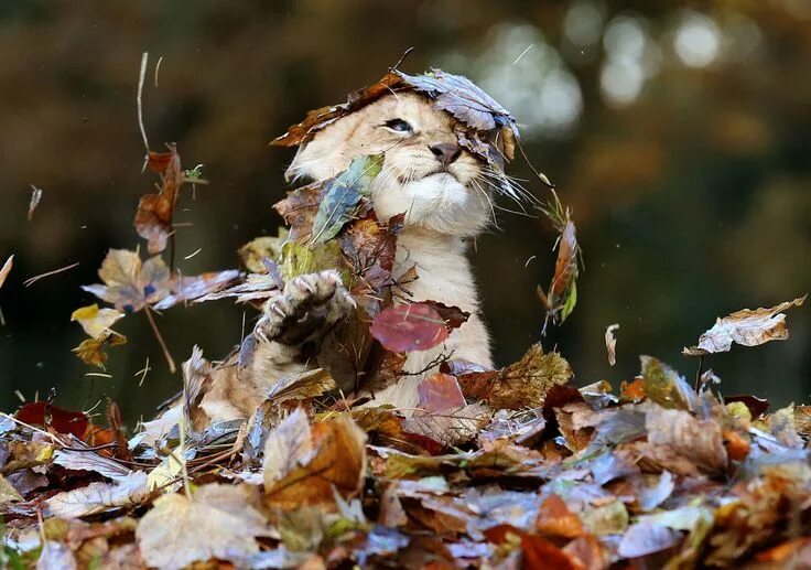 Прикольные фото про осень Lion Cub Loves Playing In Autumn Leaves More Than Anything In The World Animals 