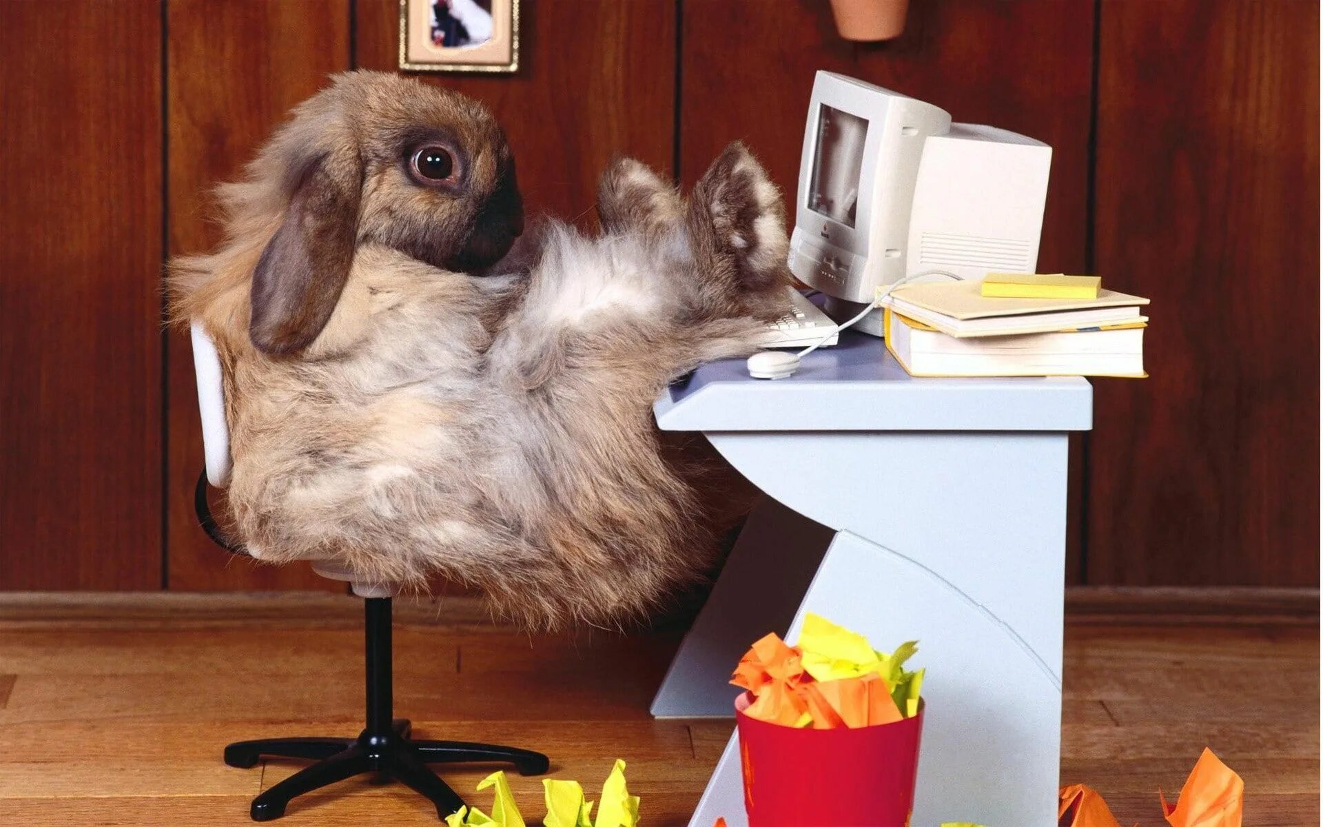 Прикольные фото про работу смешные Rabbit Bunny Work Office HD #animals #rabbit #bunny #work #office #1080P #wallpa