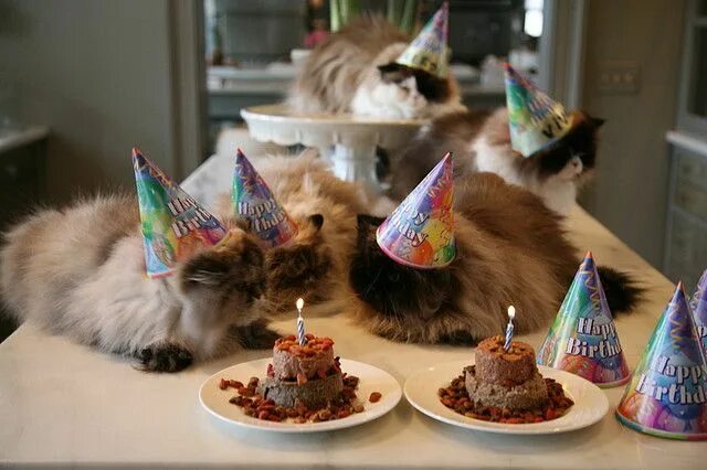 Прикольные фото с днем Martha Stewarts Cat Party Happy birthday cat, Cat celebrating, Cat birthday