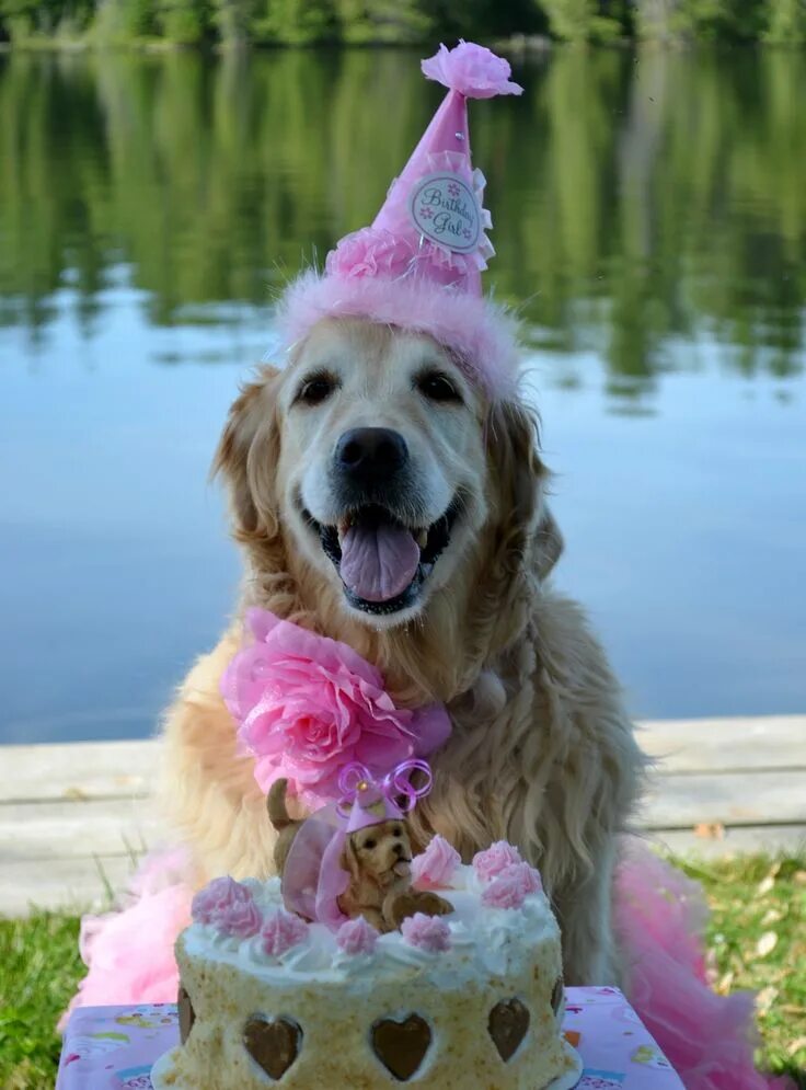 Прикольные фото с днем рождения The cake even has a golden retriever topper! Happy dogs, Puppy obedience trainin