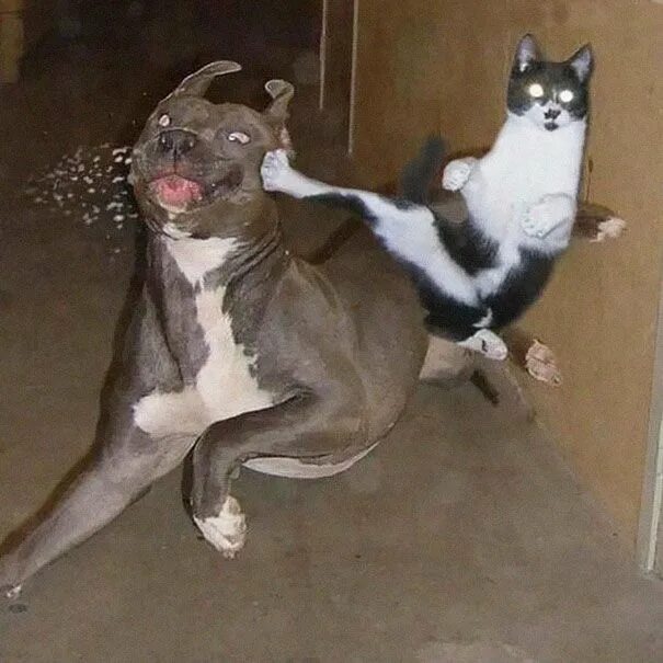 Прикольные фото с животными до слез 32 Ninja Cats That Have Mastered The Ancient Art Of Ninjutsu Funny cat pictures,