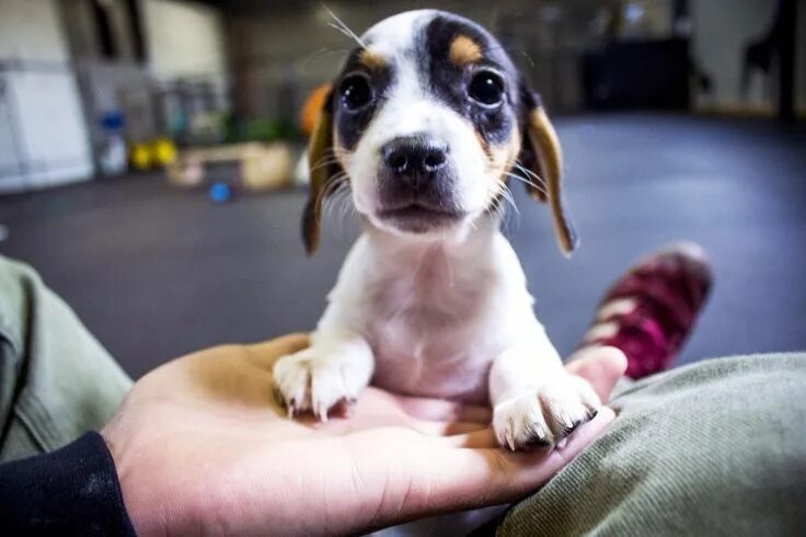 Прикольные фото щенят Say Hi to Violet - Imgur Amazing animal pictures, Baby beagle, Super cute animal