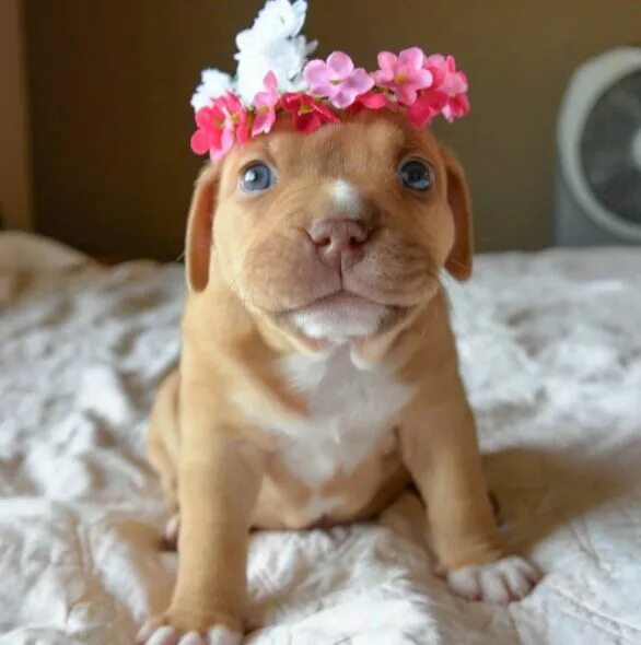 Прикольные фото щенят 17 Cute Pictures of Puppies That You Need to See Puppies funny, Pitbulls, Puppy 