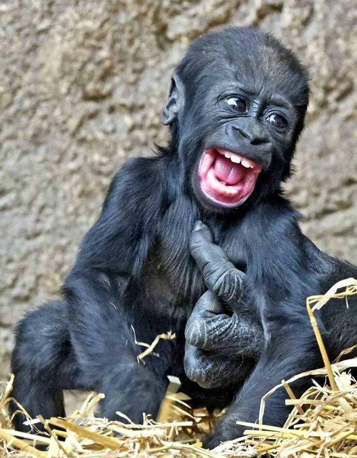 Прикольные фото скачать бесплатно смешные Grape Apes on Twitter Smiling animals, Cute baby animals, Cute animals