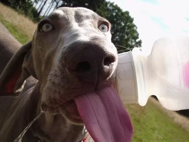 The unbridled joy of dogs catching treats