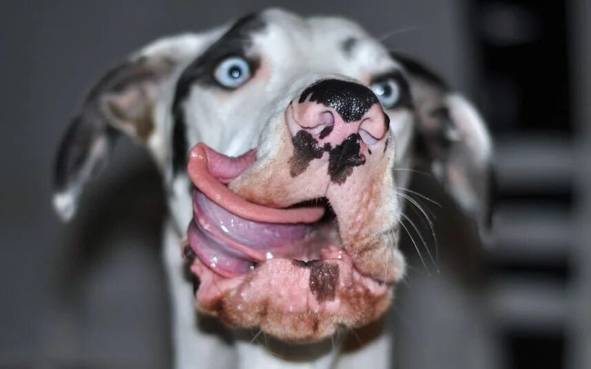 Прикольные фото собак Posing pooch: Great Dane dog caught on camera pulling funny faces, in pictures