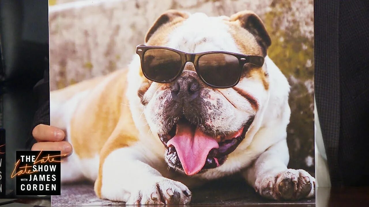 Прикольные фото собак Dogs In Sunglasses - YouTube