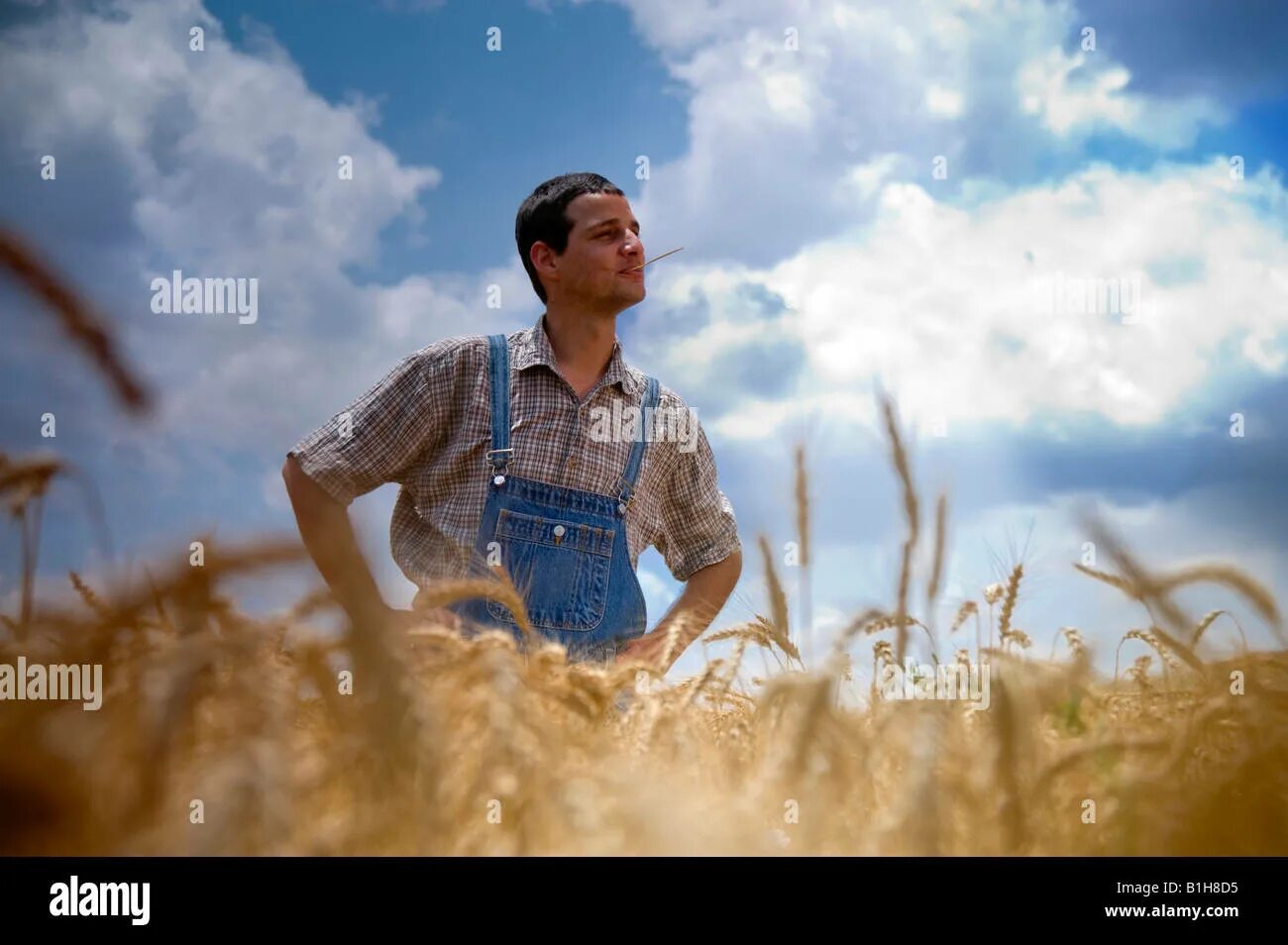 Прикольные фото в поле farmer standing in a wheat field Stock Photo - Alamy