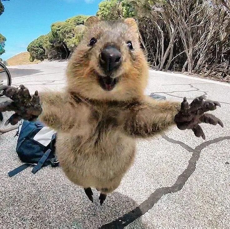 Прикольные фото животных Man Takes Selfie With Cute Quokka Who Then Continues to Follow Him Квокка, Улыба