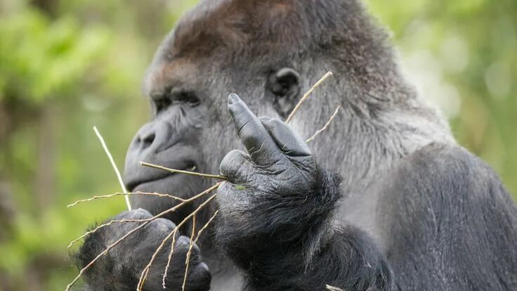 Прикольные фото животных great ape western gorilla #mammal terrestrial animal #gorilla middle finger #wil