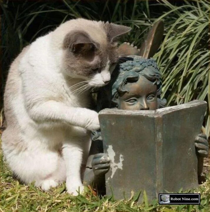 Прикольные истории фото Dis same book she was reedin las year She not 2 smart Cat memes, Funny animals, 