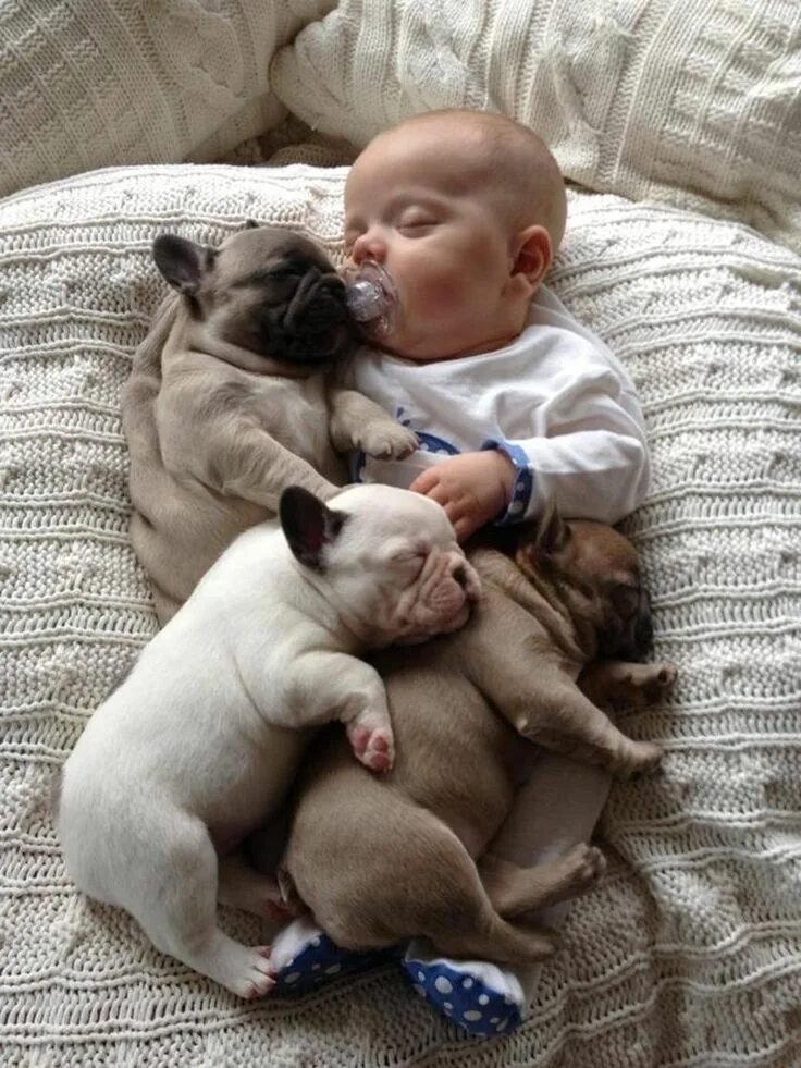 Прикольные картинки дети животные 11 Incredibly Important Photos Of A Baby Covered In French Bulldog Puppies Cute 