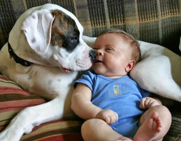 Прикольные картинки дети животные 15 Dogs And Their Baby Best Buddies Dogs and kids, Baby dogs, Animals for kids