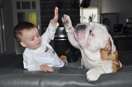 Прикольные картинки дети животные Teamwork // Bulldog and Baby High Five Bulldog, Funny dogs, Animals for kids