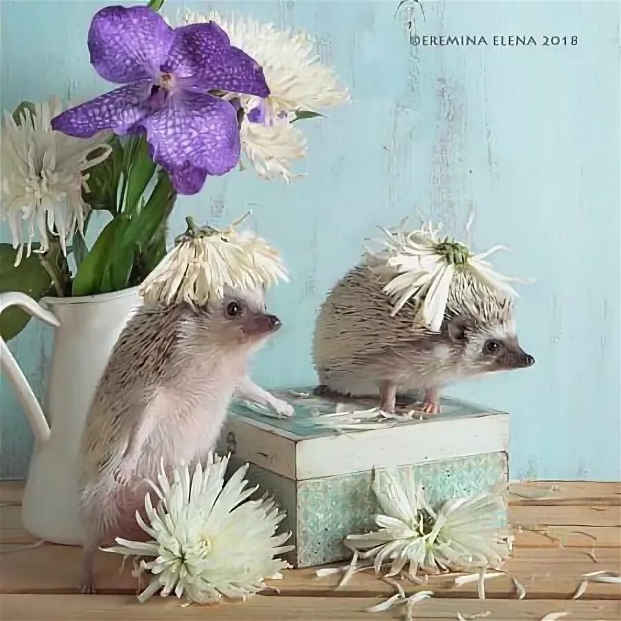 Прикольные картинки добрый вечер ежик Grooms are late... Cute hedgehog, Happy hedgehog, Super cute animals