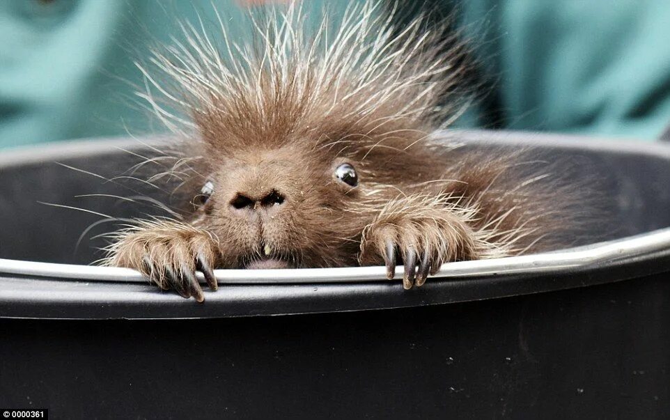 Прикольные картинки с 1 днем I spike with my little eye: Kevin the porcupine spotted in stocktake Cute animal