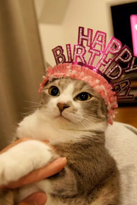 Прикольные картинки с днем кота Animals in Hats Happy birthday cat, Cat celebrating, Cat birthday