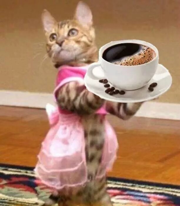 Прикольные картинки с добрым утром для поднятия The coffee is served. Good morning animals, Good morning cat, Cute animals