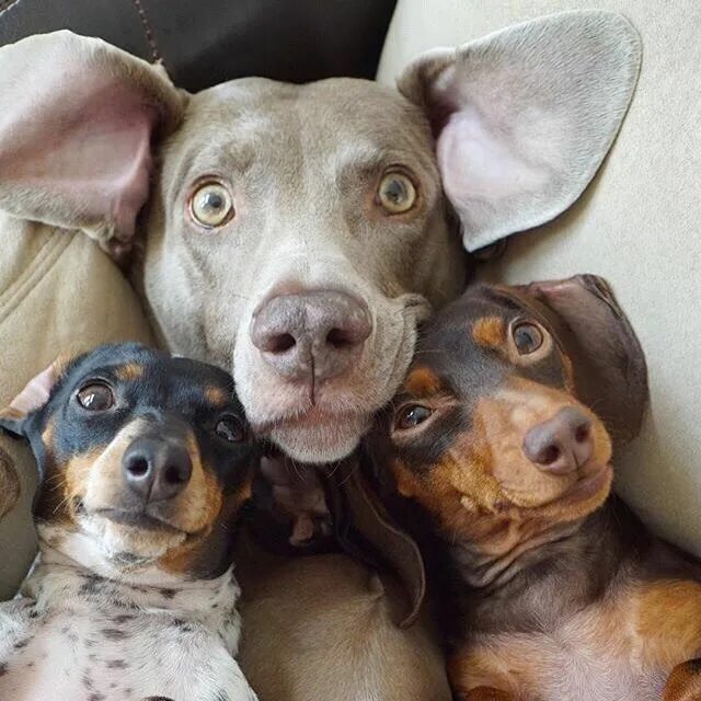 Прикольные картинки с животными Selfie time #dachshund #weimaraner #dogs @harlowandsage Cute dogs, Cute puppies,