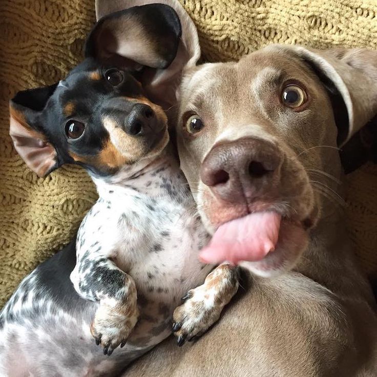 Прикольные картинки с животными 25 Animals Who Have Mastered the Art of Taking the Perfect Selfie Cute dogs, Cut