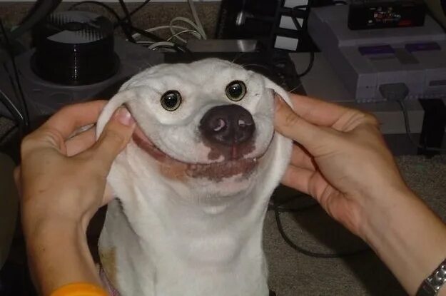 Прикольные картинки с животными до слез Сообщество Steam :: :: its a smile dawg