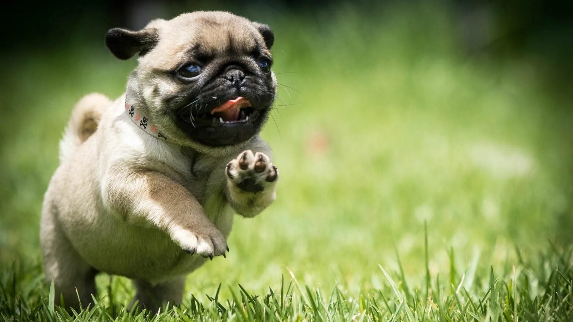 Прикольные картинки с животными новые #pug #dog #field #run #puppy #grass #cute #mops #1080P #wallpaper #hdwallpaper #