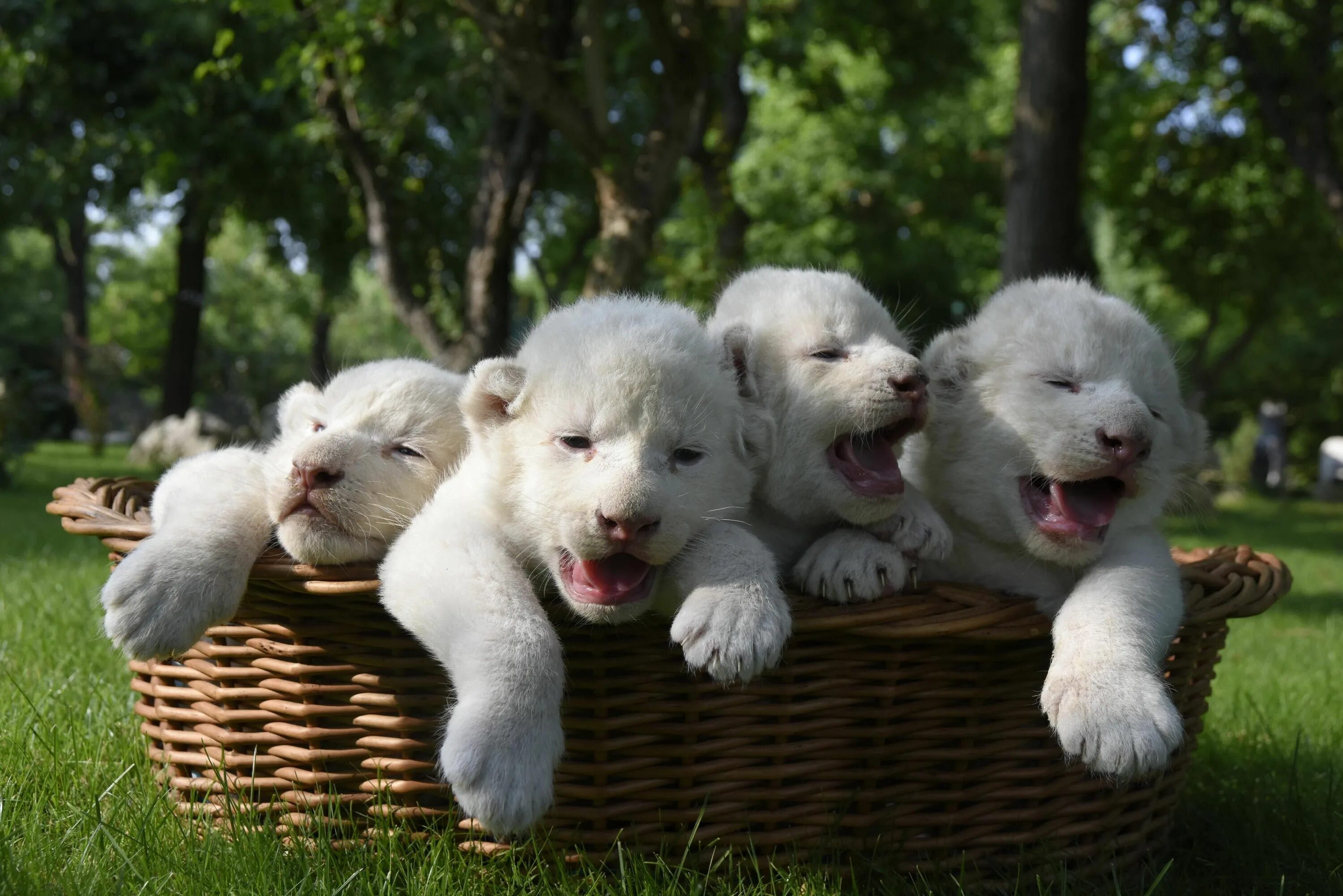 Прикольные картинки с животными новые Four white lion cubs, born two weeks ago, are seen in a basket at the Taigan Saf