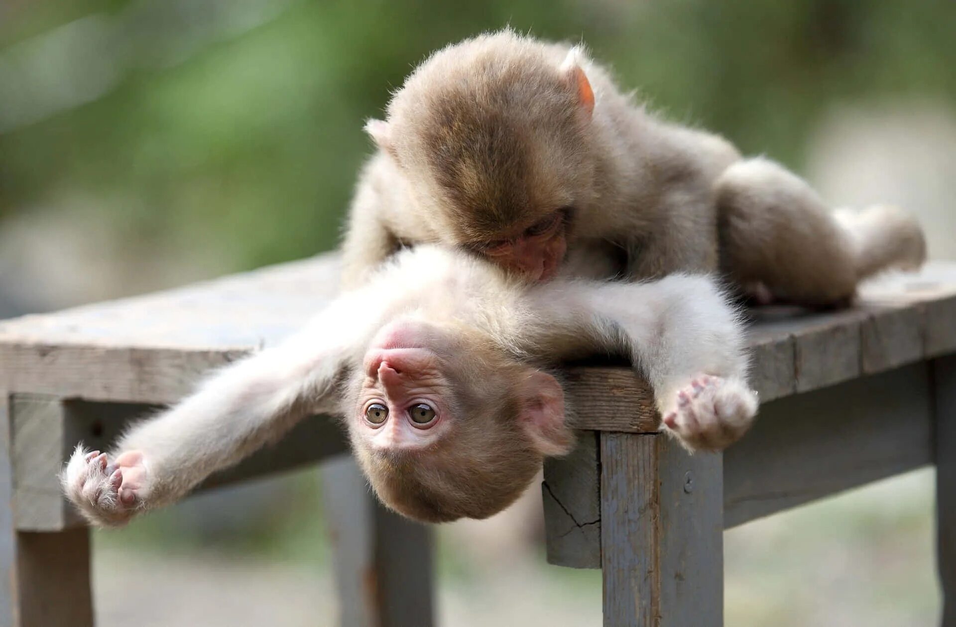 Прикольные картинки с животными новые Download Cuddling Cute Monkey Photo Wallpaper Wallpapers.com