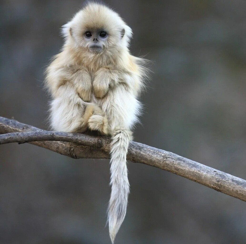 Прикольные картинки животных для поднятия настроения Singe blanc Animaux, Petits animaux mignons, Singes drôles