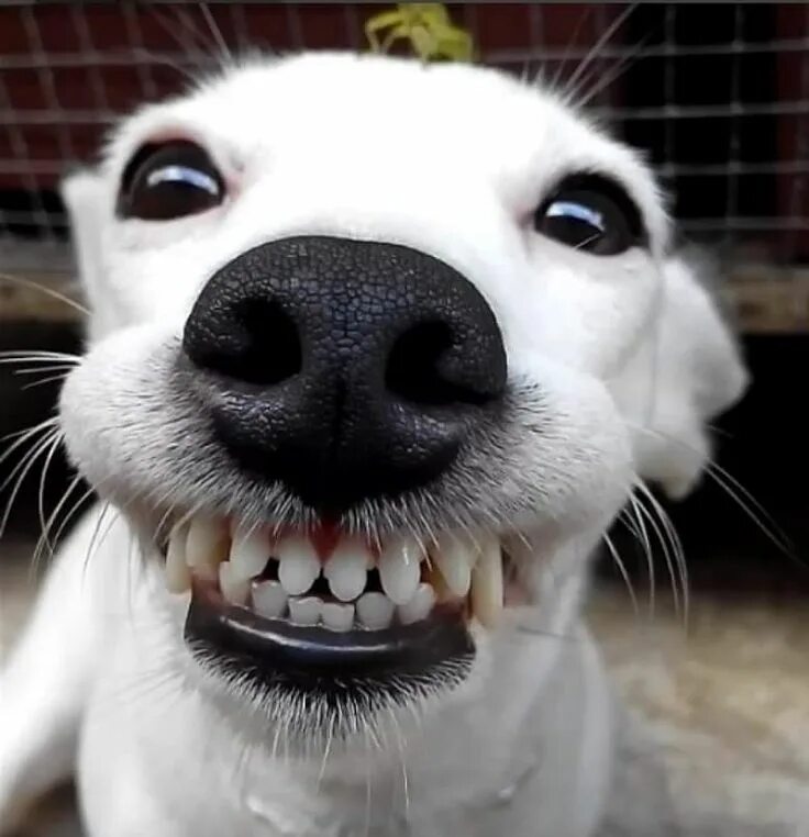 Прикольные картинки животных смешные Pin on Puppy Love Smiling animals, Cute dogs, Smiling dogs