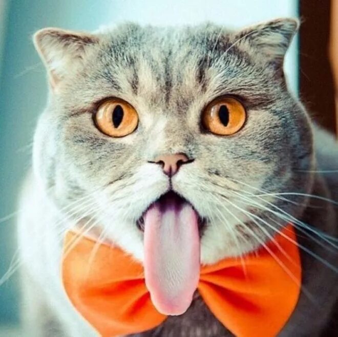 Прикольные кошки смешные фото Мурлыки Cat scottish fold, Cats, Silly cats