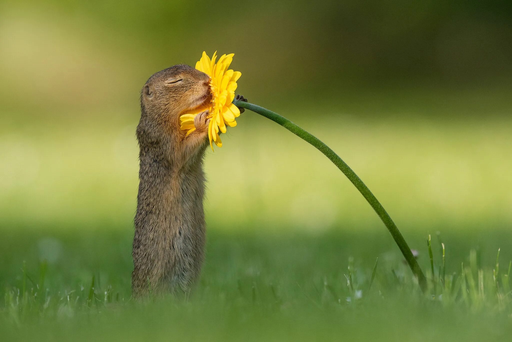 Прикольные позитивные картинки с животными The beauty of scent Ground squirrel, Squirrel, Smelling flowers