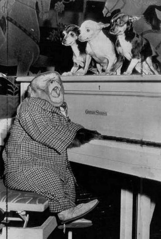 Прикольные ретро фото 20 Funny Vintage Photos Show Animals Playing Musical Instruments as People Funny