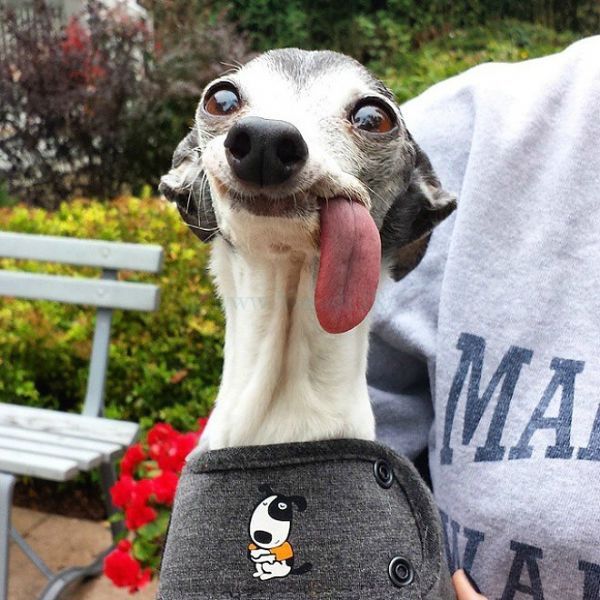 Прикольные смешные фото This Dog's Tongue is Begging to be Photoshopped Funny looking dogs, Goofy dog, C