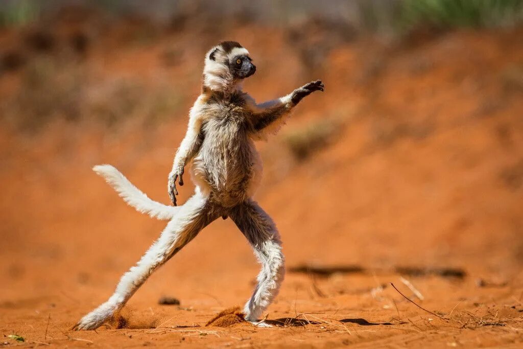 Неловкие и смешные: лучшие снимки конкурса Comedy Wildlife Photography - РБК