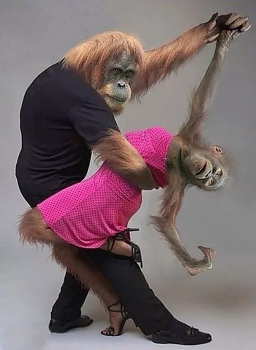 Прикольные смешные фото бесплатно Monkeys funny, Funny monkey pictures, Dancing animals