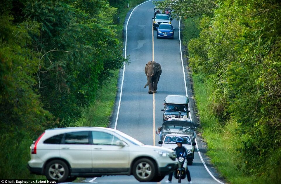 Приколы фото дорог Elephant brings traffic to a standstill in Thailand after hunt for food Daily Ma