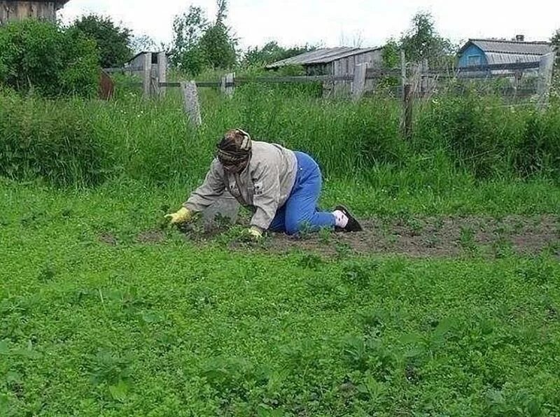 Фото: В то время, когда космические корабли бороздят...Или, как мы садили картош