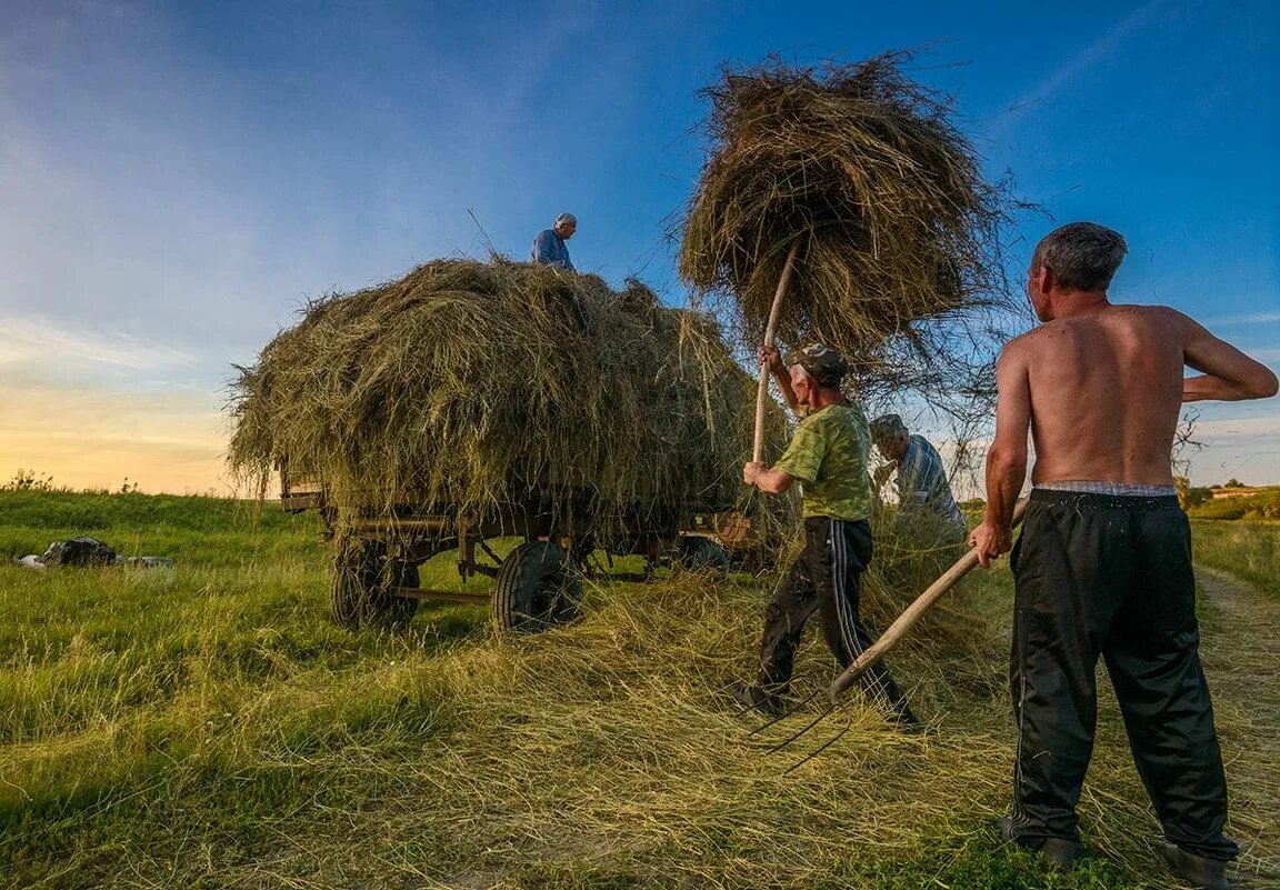 Приколы в поле фото Лето - сенокосная пора" 2020, Любимский район - дата и место проведения, програм