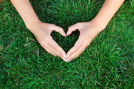 Прикоснись к природе сердцем фото Heart In Grass Зображення - огляд 89,708 Стокові фото, векторні зображення й від