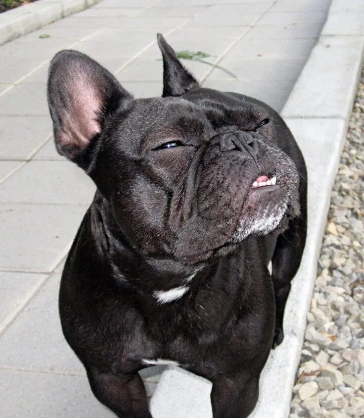 Прикус французского бульдога фото "Im'ma sneeze, ahh-chooo!", French Bulldog Brindle french bulldog, French bulldo