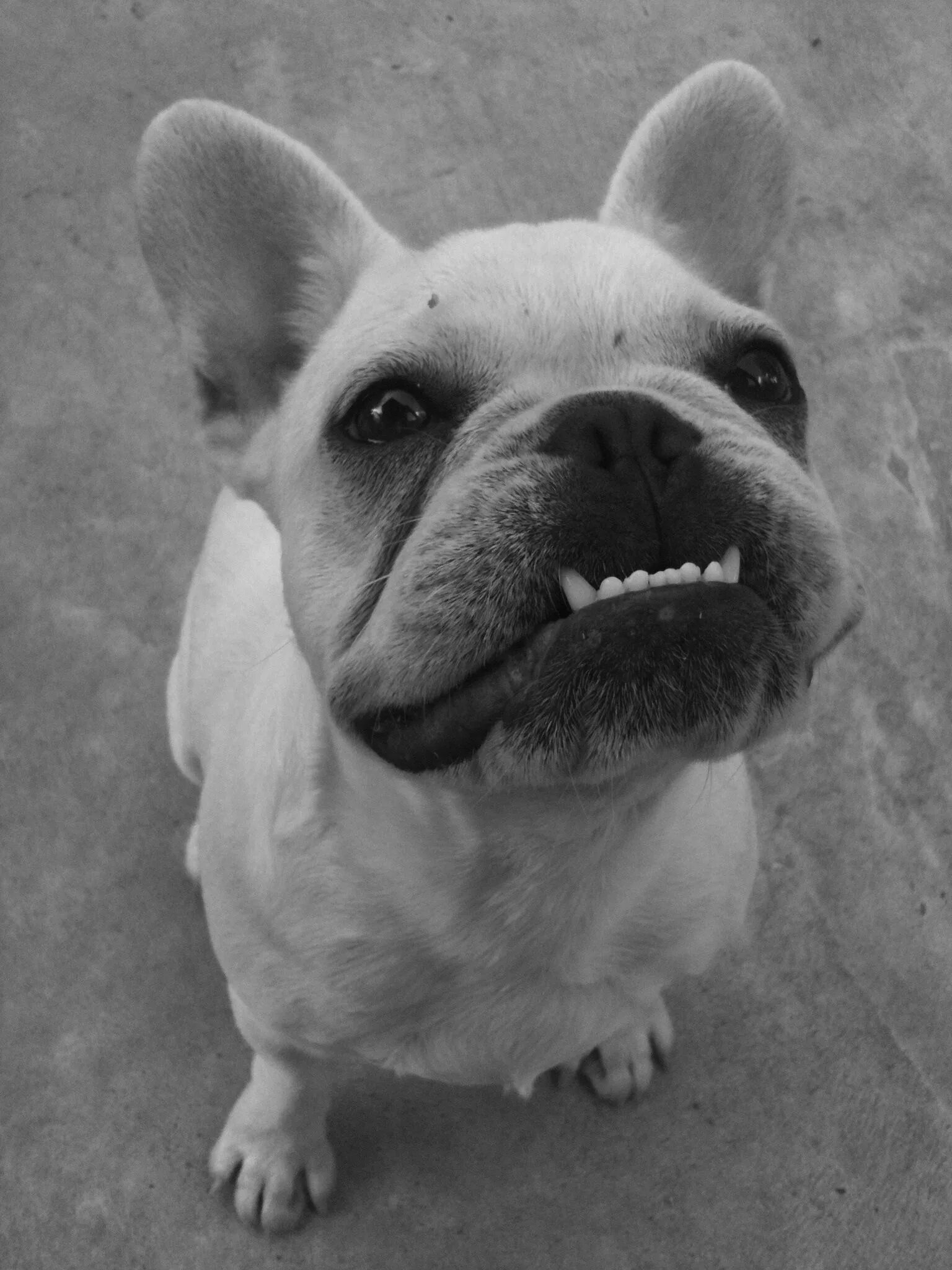 Прикус французского бульдога фото I am a sucker for big ears and an underbite- think my next dog will be a Frenchi