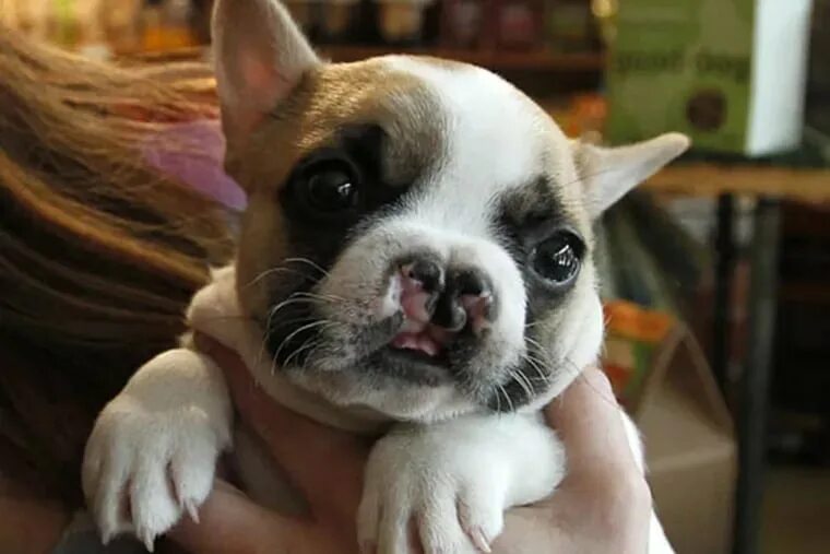 Прикус французского бульдога фото Cleft Palate French Bulldog Shop bellady.by