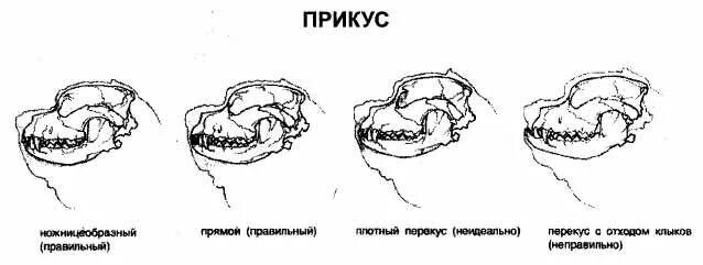 Прикус у французского бульдога стандарт фото Комментарии к стандарту (Гвидо Вандони)