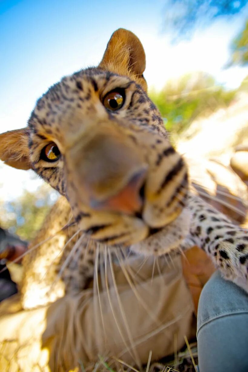 Приложение фото животные Leopard selfie - Mirror Online