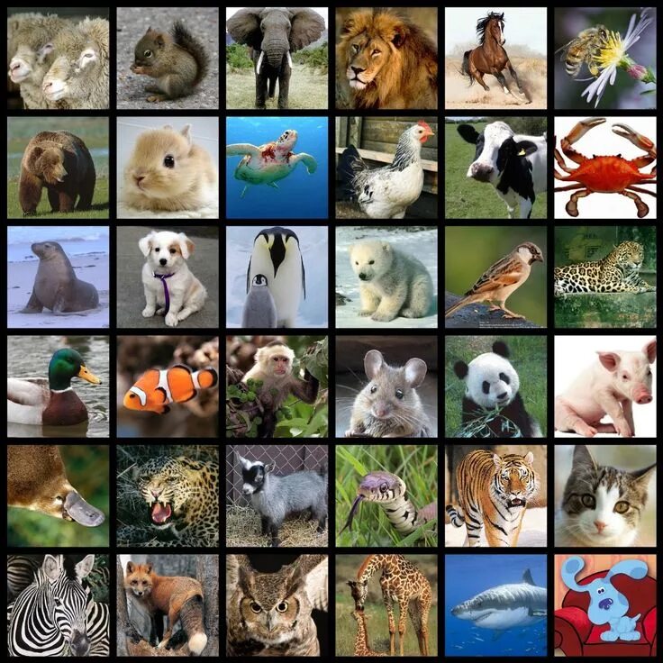 Приложение картинки животных images of all animals what do all of these animals have in common Rare animals, 